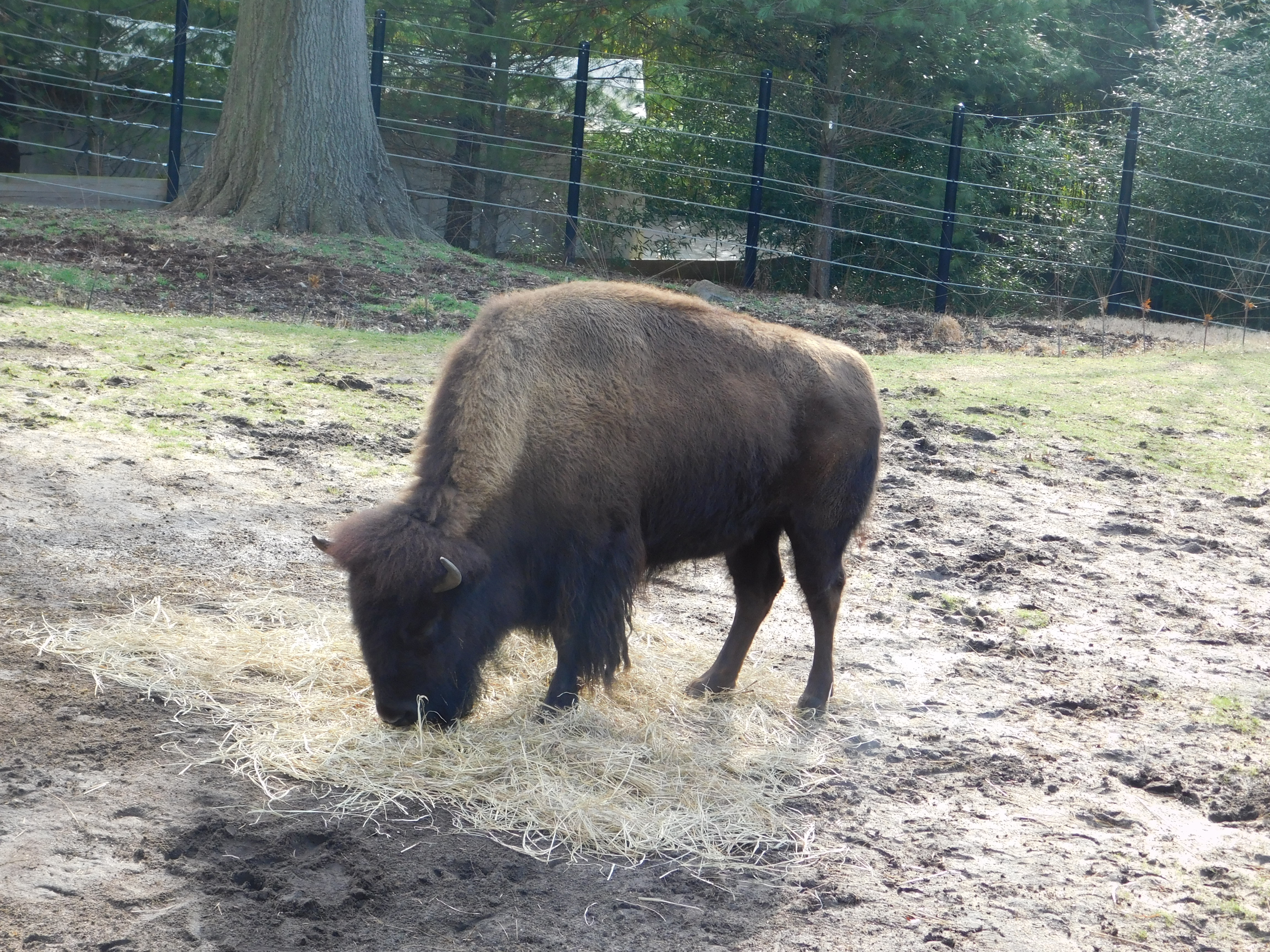 buffalo